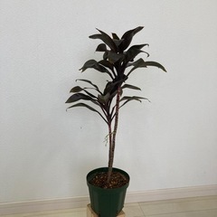 ドラセナコルジリネ　観葉植物