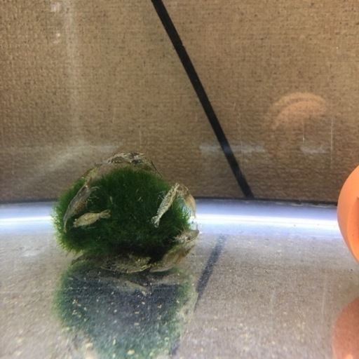 ミナミヌマエビメダカ熱帯魚釣り餌 フクロウ 北花田のその他の中古あげます 譲ります ジモティーで不用品の処分