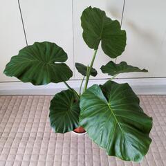 お値下げしました!観葉植物クワズイモ※交渉中