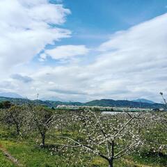 4月下旬〜りんごの摘花のお仕事です。お好きな時間で！