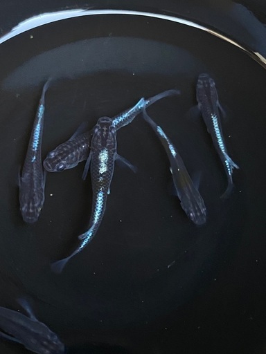 めだか…ジャパンブルー&紅灯。メダカセット めだか…ジャパンブルー&紅灯。メダカセット