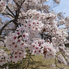 桜写真、お花見