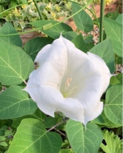 ダチュラレア貴重朝鮮朝顔アサガオナス科純白大輪30粒 ふるそると 守山の自転車の中古あげます 譲ります ジモティーで不用品の処分