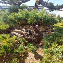 希少】四国 五葉松 ピラミッド形 庭木 盆栽【特大】