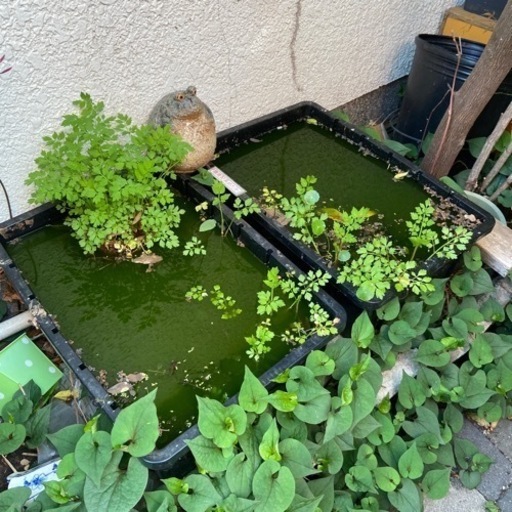 メダカビオトープセットメダカ 水草 容器 Gansk 出来島のその他の中古あげます 譲ります ジモティーで不用品の処分