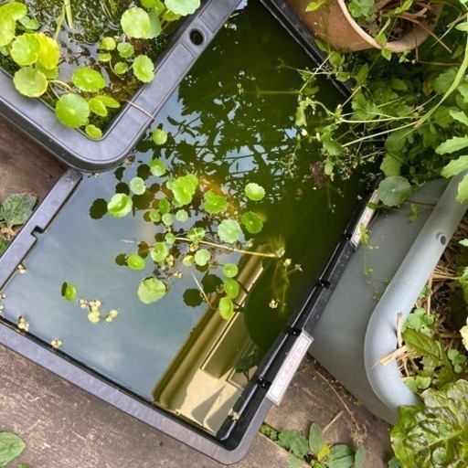メダカビオトープセットメダカ 水草 容器 Gansk 出来島のその他の中古あげます 譲ります ジモティーで不用品の処分