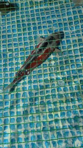 錦鯉　秋翠　約50cm