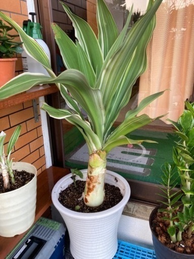 観葉植物室内インテリアに❣️