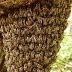 ミツバチの保護（無料）