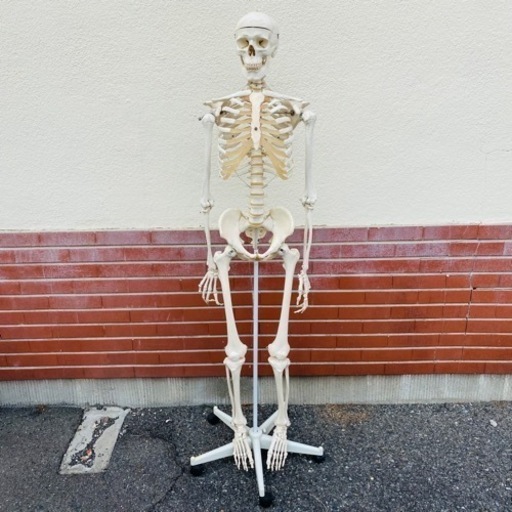 ジモティ価格★3B Scientific 人体骨格模型　人体模型　骨格モデル