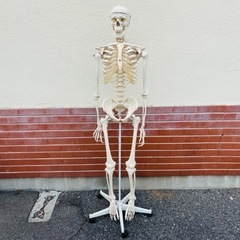 ジモティ価格★3B Scientific 人体骨格模型　人体模型...