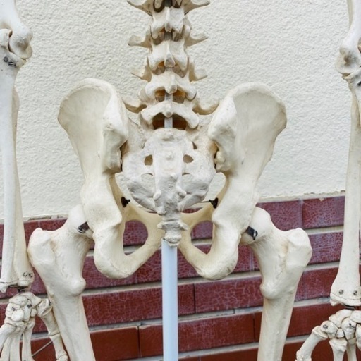 ジモティ価格☆3B Scientific 人体骨格模型 人体模型 骨格モデル
