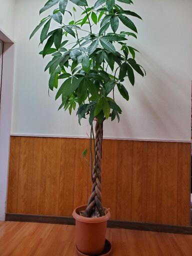 観葉植物　パキラ　2m以上