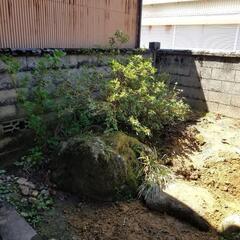 苔付き！庭石・植木お譲りします！