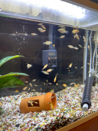 熱帯魚ミッキーマウスプラティの稚魚さしあげます ソルティーどっぐ 八尾のその他の中古あげます 譲ります ジモティーで不用品の処分