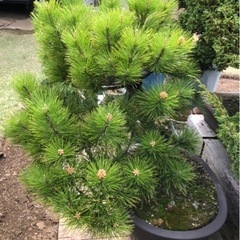 松　盆栽　約50センチ〜