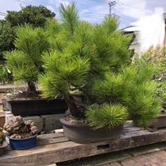 松　盆栽　約50センチ〜