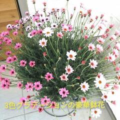 （取引完了）激安❗高級感ある大きな鉢花💐　寄植え🌼