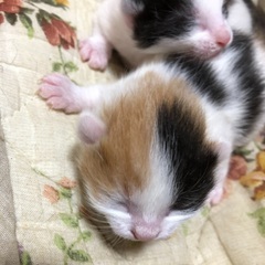 産まれたての２匹の子猫 - 猫