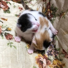 産まれたての２匹の子猫 − 埼玉県