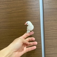 文鳥(白)の里親を探しております。