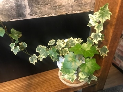 何本でも100円 アイビー へデラ お分けします 観葉植物 挿し木 水挿し ｍ 桂のその他の中古あげます 譲ります ジモティーで不用品の処分