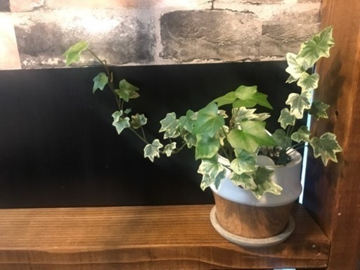 何本でも100円 アイビー へデラ お分けします 観葉植物 挿し木 水挿し ｍ 桂のその他の中古あげます 譲ります ジモティーで不用品の処分