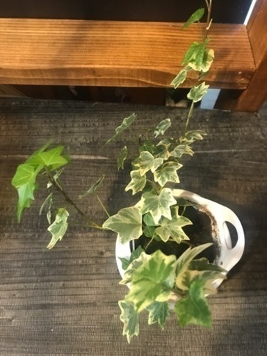 何本でも100円 アイビー へデラ お分けします 観葉植物 挿し木 水挿し ｍ 桂のその他の中古あげます 譲ります ジモティーで不用品の処分