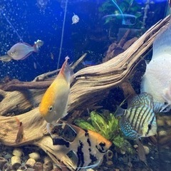 熱帯魚多数