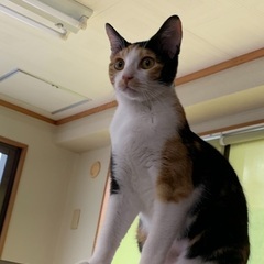 推定1才の女の子。ちょっとビビりです。お兄ちゃん猫のハチと２匹で...