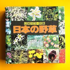 値下げ！山と渓谷社カラー名鑑「日本の野草」 　