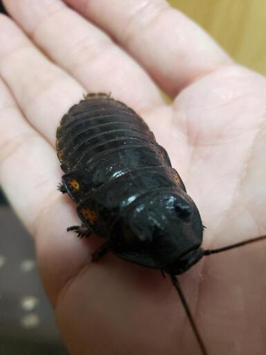 特価 マダガスカルゴキブリ エレベキ 1ペア 蛇亀男 希望ヶ丘のその他の中古あげます 譲ります ジモティーで不用品の処分