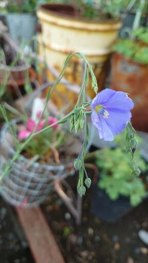 花 苗 宿根アマ 宿根草 ガーデニング ぴろぴろちゃん 札幌の家庭用品 ガーデニング の中古あげます 譲ります ジモティーで不用品の処分