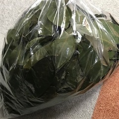【無農薬天然】乾燥ローリエ　150グラム