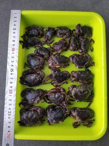 石鯛釣り餌トッポガニ21匹 リュウ 南宮崎のその他の中古あげます 譲ります ジモティーで不用品の処分