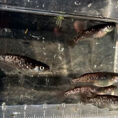 中古メチレンブルーが無料 格安で買える ジモティー