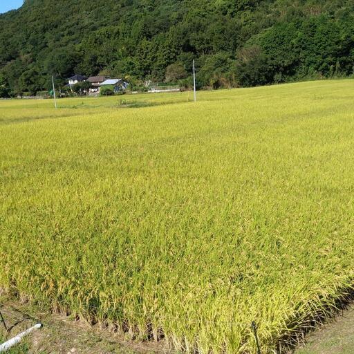 精米無料！新米 ひのひかり 30kg　④