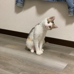 ミケのちゃめちゃん