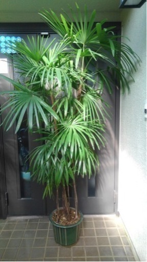 ☆彡棕櫚竹　シュロチク　8本立　観葉植物