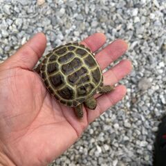 ホルスフィールド陸亀の子供をさし上げます。