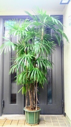 ☆彡棕櫚竹（シュロ竹）　観葉植物　8本立ち丈高