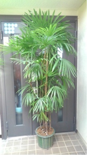 ☆彡棕櫚竹（シュロ竹）　観葉植物　8本立ち丈高