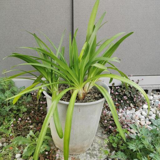 アガパンサス 鉢植え なみ 新宮中央のその他の中古あげます 譲ります ジモティーで不用品の処分