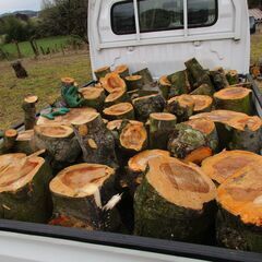 りんごの木　薪割り台　玉切り　積み放題　トラック要相談