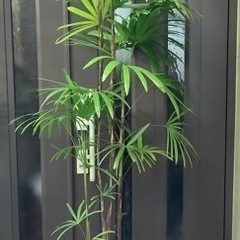 ☆彡棕櫚竹（シュロ竹）　観葉植物　5本立ち丈高