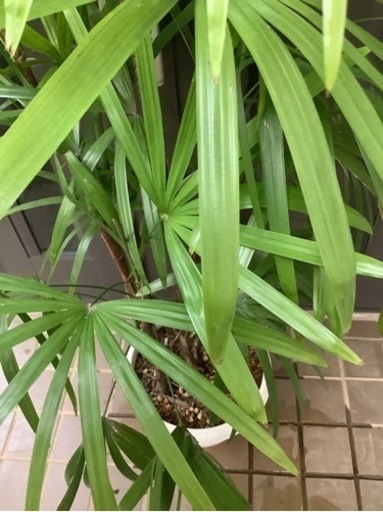 ☆彡棕櫚竹（シュロ竹）観葉植物　5本立ち丈高