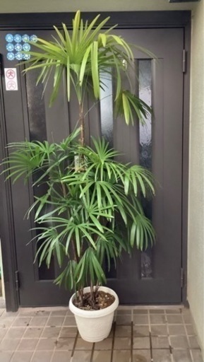 ☆彡棕櫚竹（シュロ竹）観葉植物　5本立ち丈高
