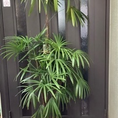 ☆彡棕櫚竹（シュロ竹）観葉植物　5本立ち丈高