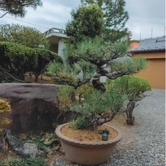 【ネット決済】松の木 盆栽:1m 