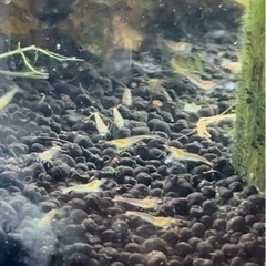ミナミヌマエビの稚エビ ヒメタニシの稚貝 メダカ あかかぶ 上永谷のその他の中古あげます 譲ります ジモティーで不用品の処分
